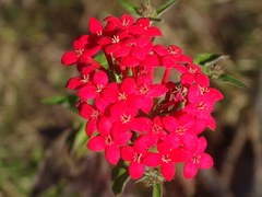 Bouvardia ternifolia