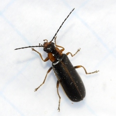 Rhagonycha