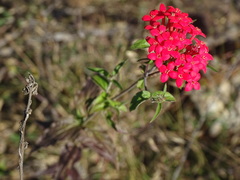 Bouvardia ternifolia