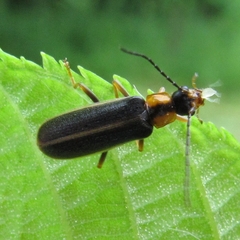 Rhagonycha