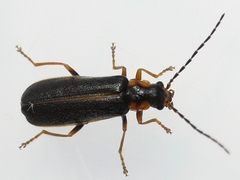 Rhagonycha