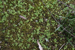 Ammoselinum butleri