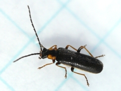 Rhagonycha