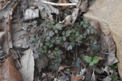 Phacelia ranunculacea