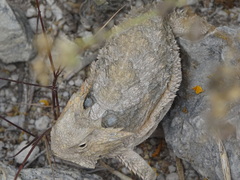 Phrynosoma taurus