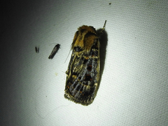 Proteuxoa sanguinipuncta
