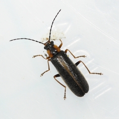 Rhagonycha