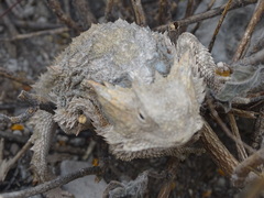 Phrynosoma taurus