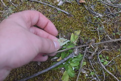 Gamochaeta americana