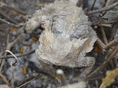 Phrynosoma taurus