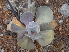 Echeveria gibbiflora