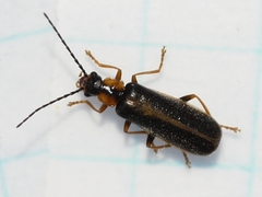 Rhagonycha