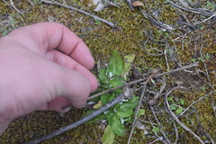 Gamochaeta americana