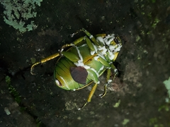 Chrysina psittacina