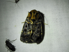 Proteuxoa sanguinipuncta