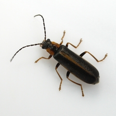 Rhagonycha