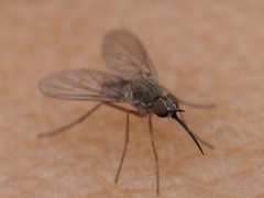 Phthiria freyi