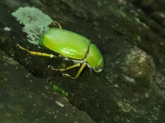 Chrysina psittacina