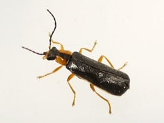 Rhagonycha
