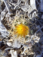 Ancistrocactus