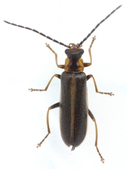 Rhagonycha