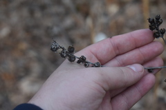 Dasistoma macrophylla