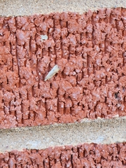 Parapediasia decorellus