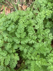 Chaerophyllum tainturieri