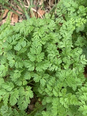 Chaerophyllum tainturieri