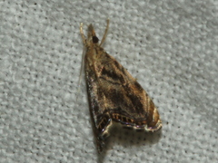 Glaucocharis dilatella