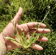 Plagiobothrys collinus