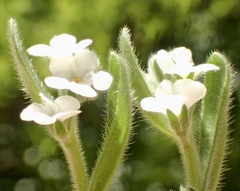Plagiobothrys collinus