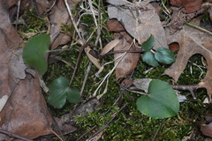 Thaspium trifoliatum