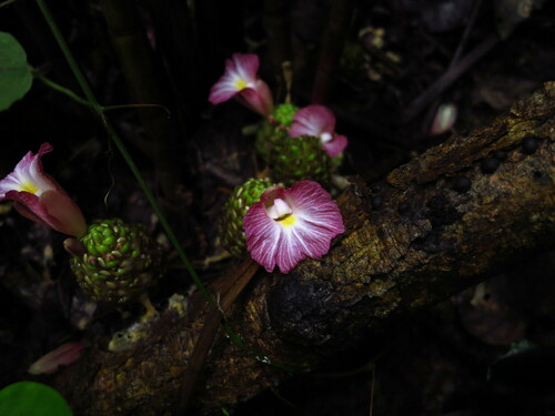 Costus maboumiensis image