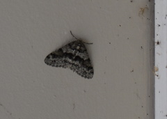 Phigalia denticulata