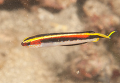 Trachinops taeniatus