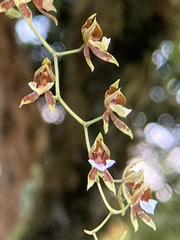 Oncidium cariniferum