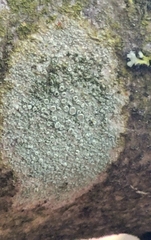Lecanora hybocarpa