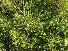 Plagiobothrys collinus