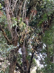 Oncidium cariniferum