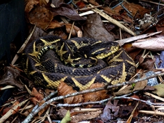 Bothrops jararacussu