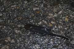 Ambystoma talpoideum