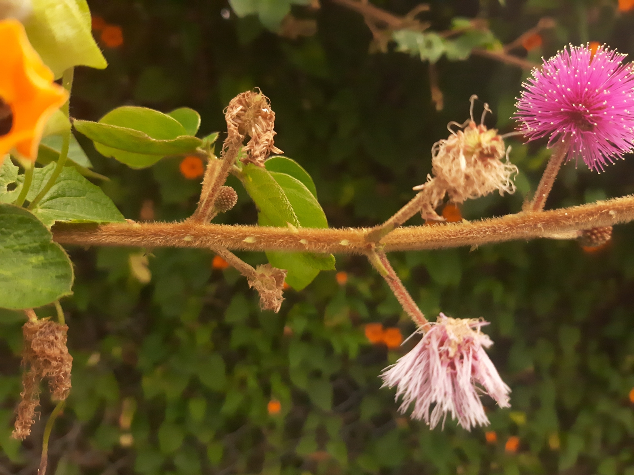 Mimosa image