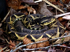 Bothrops jararacussu