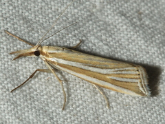 Hednota relatalis