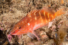 Hypoplectrodes maccullochi