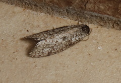 Conoeca guildingi