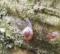 Ovachlamys
