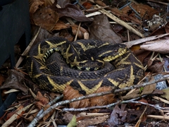 Bothrops jararacussu