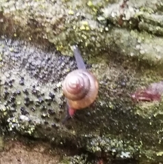 Ovachlamys